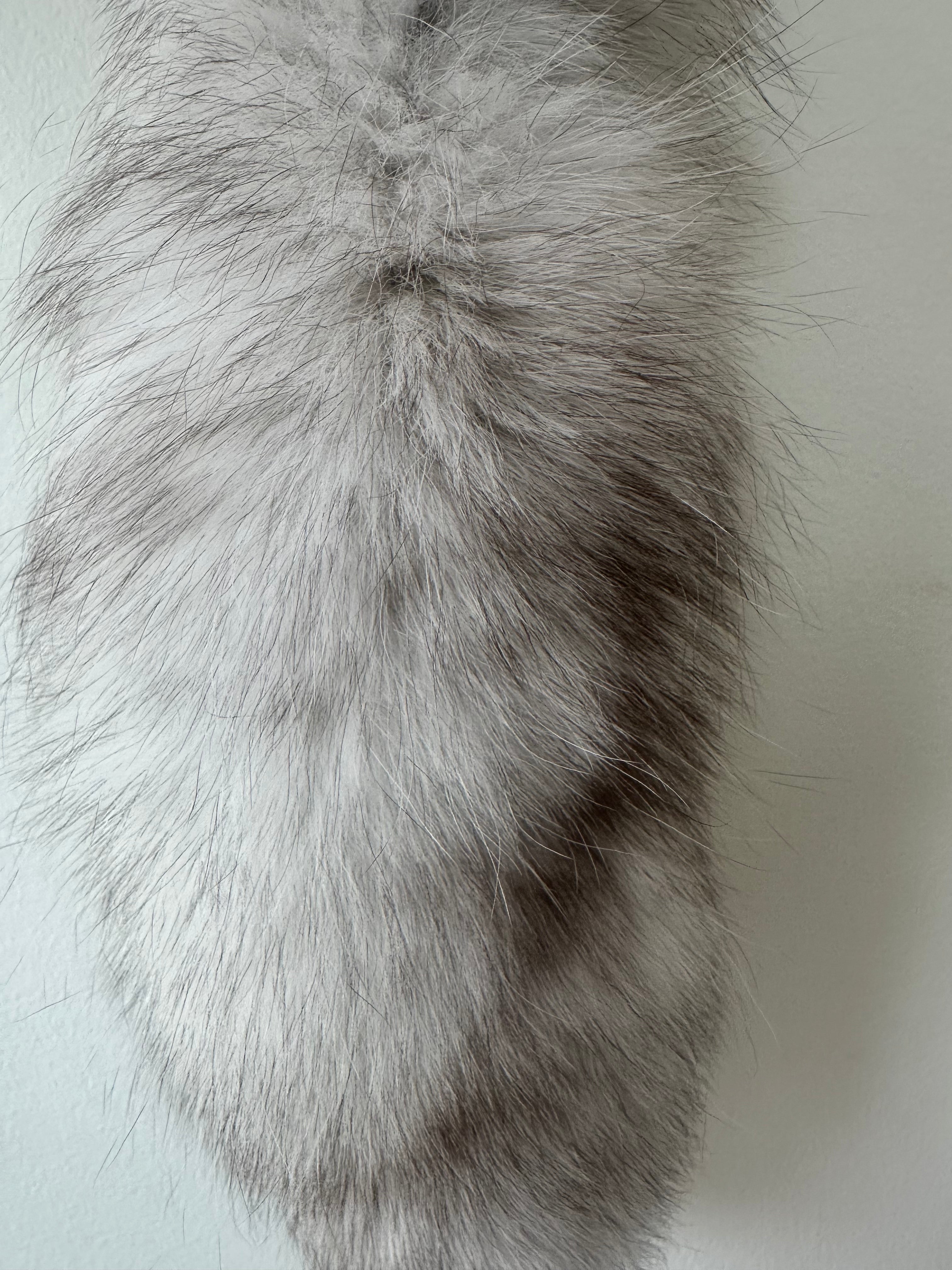 Blue Fox